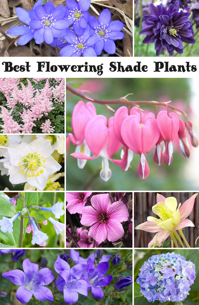 Best plants for a beautiful shade garden