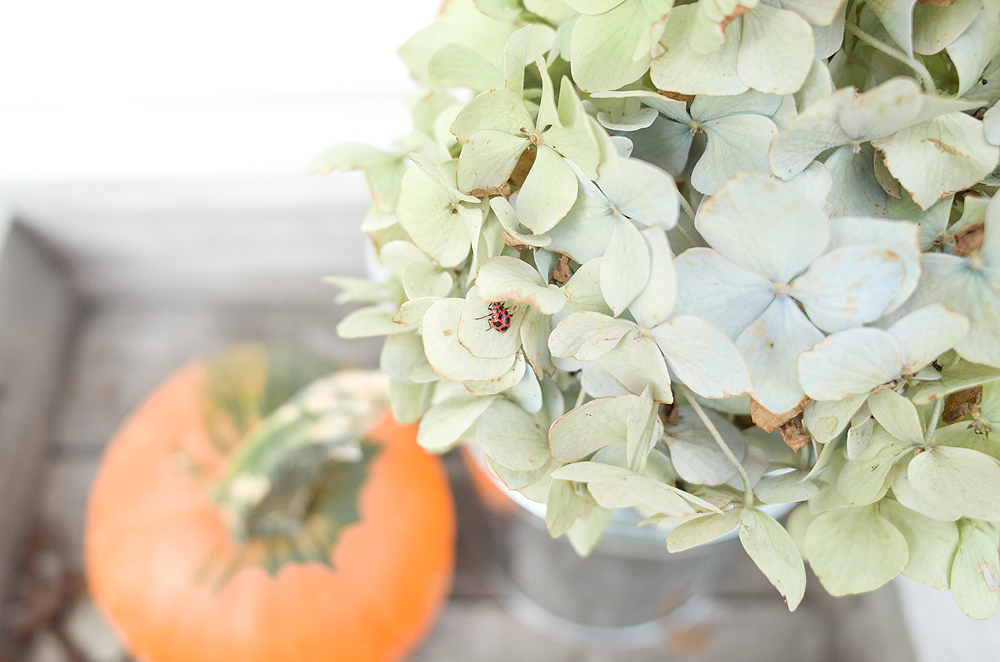 Autumn at the farmhouse