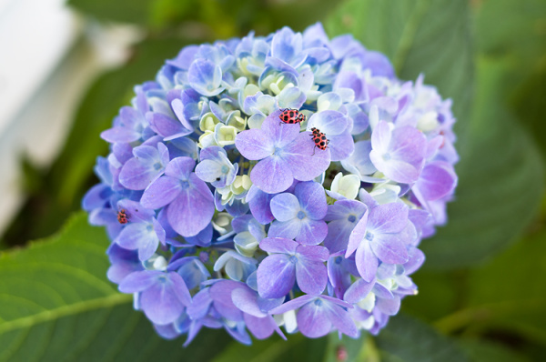 10 Best Flowering Shade Plants - Hello Farmhouse