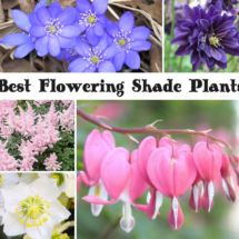 Best Flowering Shade Plants