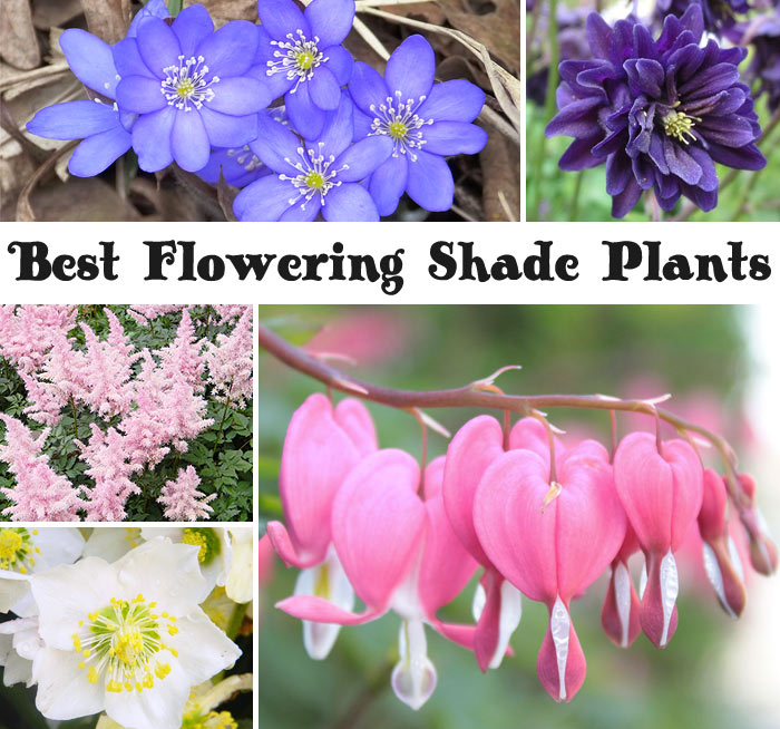 10 Best Flowering Shade Plants - Hello Farmhouse