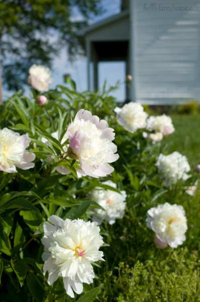 Farmhouse peonies