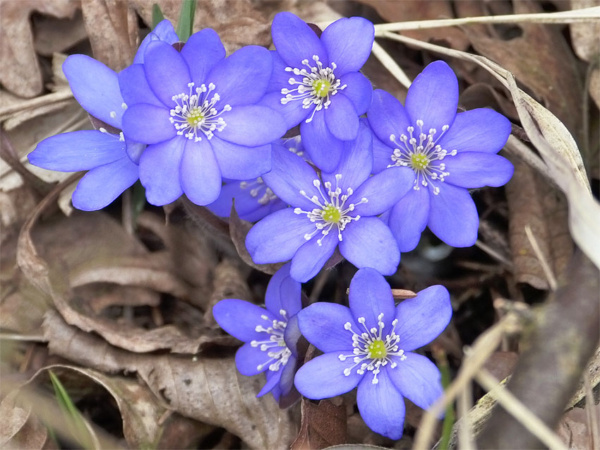 hepatica shade flower