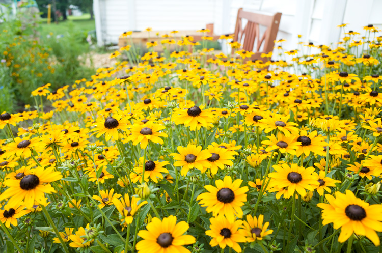 A few favorites from our Farmhouse Wildflower Garden