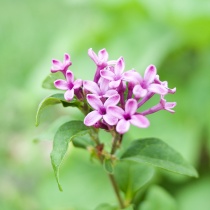 Farmhouse Flower Garden Landscaping Additions - Hello Farmhouse