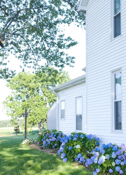 Farmhouse hydrangeas