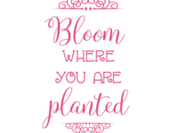 bloom-where-you-are-planted-sm