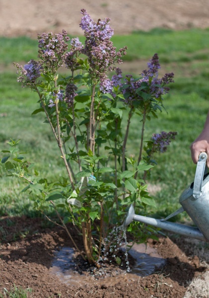 These 9 plants will give any garden farmhouse charm and beauty!