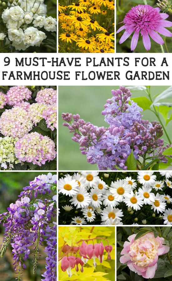 These 9 plants will give any garden farmhouse charm and beauty!
